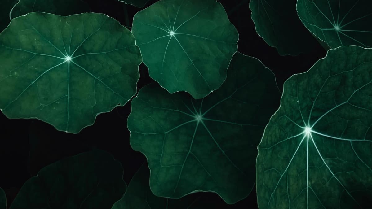 Illustration for Grow Lights for Indoor Hydroponics