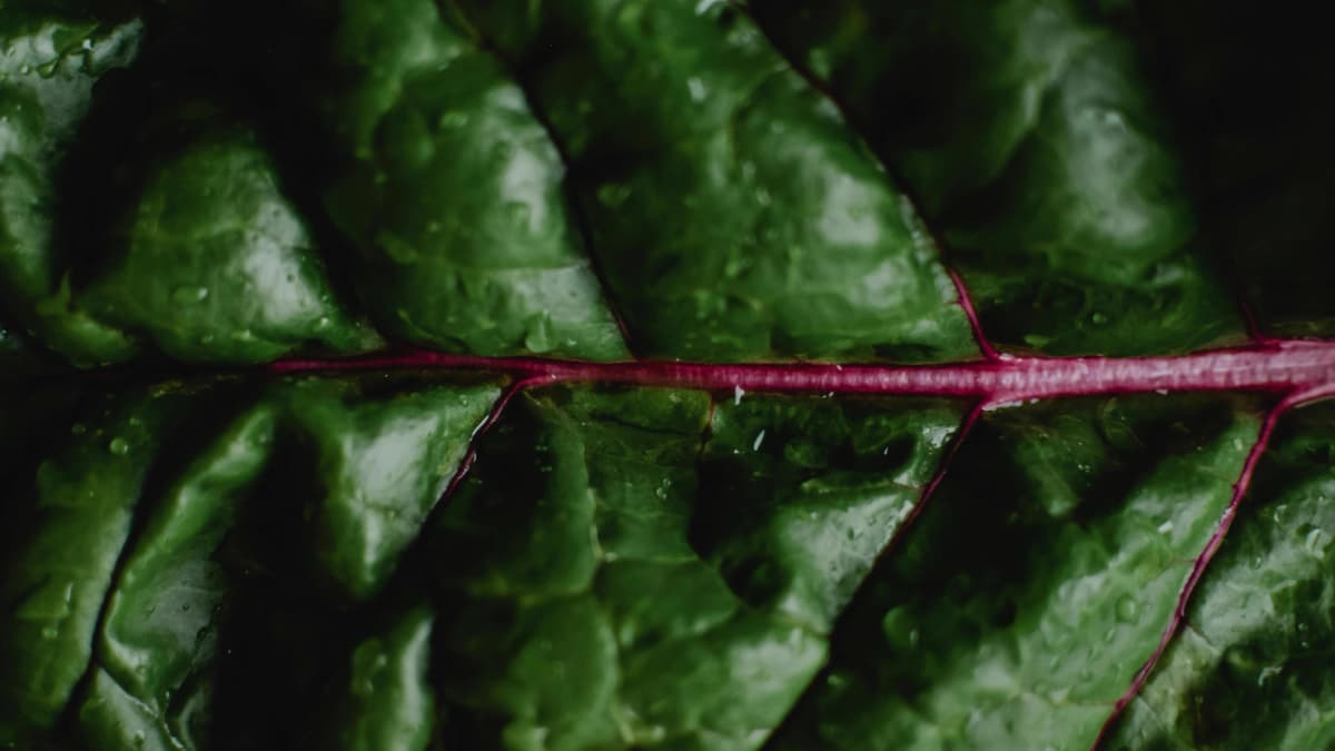 Illustration for Hydroponic Nutrients Explained